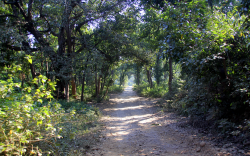 Bild Weg im Wald